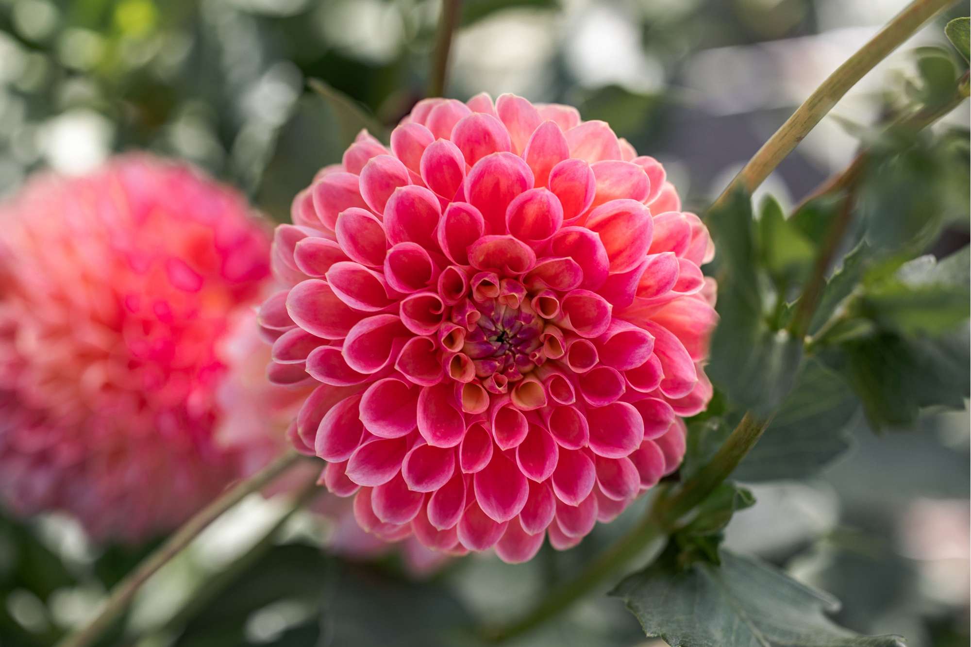 Dahlia Jowey Nicky